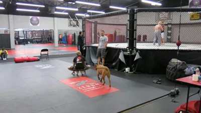 Uma liminar pode apagar o evento que Dana White chama de Super Bowl do MMA